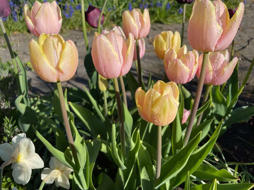Tulipan 'Mango Charm'